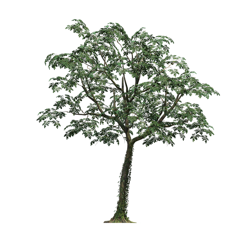 Dalbergia sissoo - Rosewood Tree